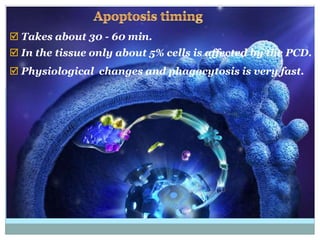  Takes about 30 - 60 min.
 In the tissue only about 5% cells is affected by the PCD.
 Physiological changes and phagocytosis is very fast.
 