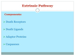  Death Receptors
 Death Ligands
 Adaptor Proteins
 Caspaseses
 