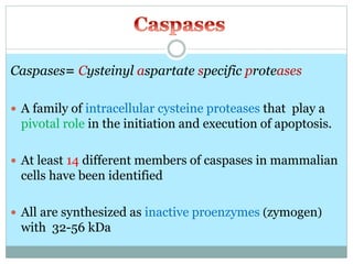 Caspases= Cysteinyl aspartate specific proteases
 A family of intracellular cysteine proteases that play a
pivotal role in the initiation and execution of apoptosis.
 At least 14 different members of caspases in mammalian
cells have been identified
 All are synthesized as inactive proenzymes (zymogen)
with 32-56 kDa
 