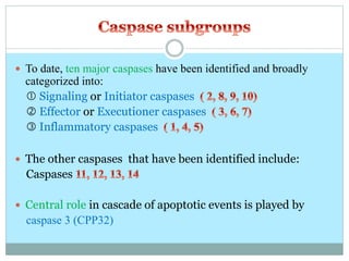  To date, ten major caspases have been identified and broadly
categorized into:
 Signaling or Initiator caspases
 Effector or Executioner caspases
 Inflammatory caspases
 The other caspases that have been identified include:
Caspases
 Central role in cascade of apoptotic events is played by
caspase 3 (CPP32)
 
