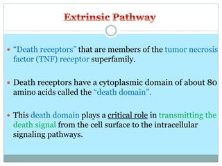 “Death receptors” that are members of the tumor necrosis
factor (TNF) receptor superfamily.
 Death receptors have a cytoplasmic domain of about 80
amino acids called the “death domain”.
 This death domain plays a critical role in transmitting the
death signal from the cell surface to the intracellular
signaling pathways.
 