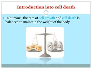  In humans, the rate of cell growth and cell death is
balanced to maintain the weight of the body.
 