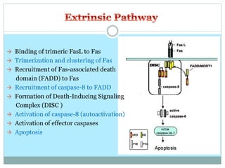  Binding of trimeric FasL to Fas
 Trimerization and clustering of Fas
 Recruitment of Fas-associated death
domain (FADD) to Fas
 Recruitment of caspase-8 to FADD
 Formation of Death-Inducing Signaling
Complex (DISC )
 Activation of caspase-8 (autoactivation)
 Activation of effector caspases
 Apoptosis
 