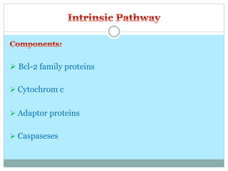  Bcl-2 family proteins
 Cytochrom c
 Adaptor proteins
 Caspaseses
 