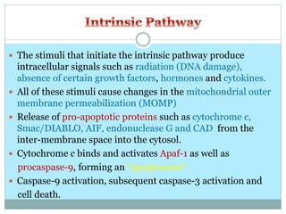  The stimuli that initiate the intrinsic pathway produce
intracellular signals such as radiation (DNA damage),
absence of certain growth factors, hormones and cytokines.
 All of these stimuli cause changes in the mitochondrial outer
membrane permeabilization (MOMP)
 Release of pro-apoptotic proteins such as cytochrome c,
Smac/DIABLO, AIF, endonuclease G and CAD from the
inter-membrane space into the cytosol.
 Cytochrome c binds and activates Apaf-1 as well as
procaspase-9, forming an “apoptosome”.
 Caspase-9 activation, subsequent caspase-3 activation and
cell death.
 