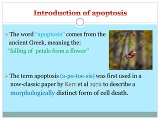  The word ‘‘apoptosis’’ comes from the
ancient Greek, meaning the:
‘‘falling of petals from a flower’’
 The term apoptosis (a-po-toe-sis) was first used in a
now-classic paper by Kerr et al 1972 to describe a
morphologically distinct form of cell death.
 