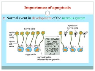 2. Normal event in development of the nervous system
 