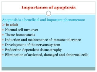 Apoptosis is a beneficial and important phenomenon:
 In adult
 Normal cell turn over
 Tissue homeostasis
 Induction and maintenance of immune tolerance
 Development of the nervous system
 Endocrine-dependent tissue atrophy
 Elimination of activated, damaged and abnormal cells
 