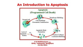 An Introduction to Apoptosis
By
P B Mallikharjuna PhD
GFGC, Yelahanka, Bangalore
15/06/2021
 