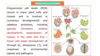 APOPTOSIS IN PLANTS
Programmed cell death (PCD)
occurs in many plant cells and
tissues and is involved in
numerous developmental and
adaptive processes, including
gamete formation; embryo
development; degeneration of
tissues in the seed and fruit ;
tissue and organ development (4
through 6); senescence (7); and
responses to environmental
signals and pathogens
 