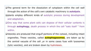 The general term for the dissolution of cytoplasm within the cell wall
through the action of the cell’s own catabolic machinery is autolysis.
plants employ different kinds of autolytic process during development
and adaptation.
One way that some plant cells can dispose of their cellular contents is
through autophagy, death process in which the cell “eats itself ” from
within.
Vesicles are produced that engulf portions of the cytosol, including intact
organelles. These vesicles, called autophagosomes, are taken up by
the central vacuole of the cell ,or in some cases fuse with lysosomes
(lytic vesicles), and are broken down by hydrolases.
 
