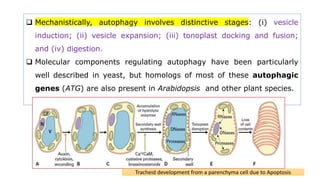  Mechanistically, autophagy involves distinctive stages: (i) vesicle
induction; (ii) vesicle expansion; (iii) tonoplast docking and fusion;
and (iv) digestion.
 Molecular components regulating autophagy have been particularly
well described in yeast, but homologs of most of these autophagic
genes (ATG) are also present in Arabidopsis and other plant species.
Tracheid development from a parenchyma cell due to Apoptosis
 