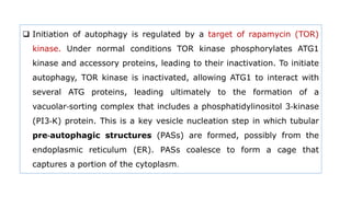  Initiation of autophagy is regulated by a target of rapamycin (TOR)
kinase. Under normal conditions TOR kinase phosphorylates ATG1
kinase and accessory proteins, leading to their inactivation. To initiate
autophagy, TOR kinase is inactivated, allowing ATG1 to interact with
several ATG proteins, leading ultimately to the formation of a
vacuolar‐sorting complex that includes a phosphatidylinositol 3‐kinase
(PI3‐K) protein. This is a key vesicle nucleation step in which tubular
pre‐autophagic structures (PASs) are formed, possibly from the
endoplasmic reticulum (ER). PASs coalesce to form a cage that
captures a portion of the cytoplasm.
 