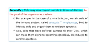 Secondly ; Cells may also commit suicide in times of distress, for
the good of the organism as a whole.
 For example, in the case of a viral infection, certain cells of
the immune system, called cytotoxic T lymphocytes, bind to
infected cells and trigger them to undergo apoptosis.
 Also, cells that have suffered damage to their DNA, which
can make them prone to becoming cancerous, are induced to
commit apoptosis.
 