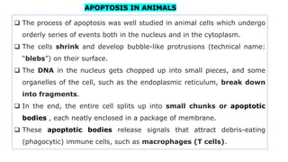 APOPTOSIS IN ANIMALS
 The process of apoptosis was well studied in animal cells which undergo
orderly series of events both in the nucleus and in the cytoplasm.
 The cells shrink and develop bubble-like protrusions (technical name:
“blebs”) on their surface.
 The DNA in the nucleus gets chopped up into small pieces, and some
organelles of the cell, such as the endoplasmic reticulum, break down
into fragments.
 In the end, the entire cell splits up into small chunks or apoptotic
bodies , each neatly enclosed in a package of membrane.
 These apoptotic bodies release signals that attract debris-eating
(phagocytic) immune cells, such as macrophages (T cells).
 