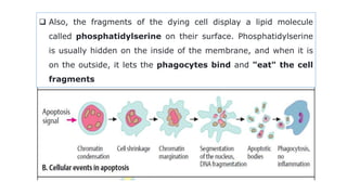  Also, the fragments of the dying cell display a lipid molecule
called phosphatidylserine on their surface. Phosphatidylserine
is usually hidden on the inside of the membrane, and when it is
on the outside, it lets the phagocytes bind and "eat" the cell
fragments
 