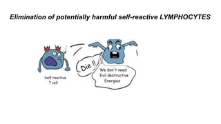 Elimination of potentially harmful self-reactive LYMPHOCYTES
 
