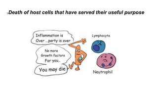 DDeath of host cells that have served their useful purpose
 