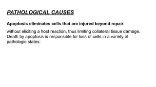 PATHOLOGICAL CAUSES
Apoptosis eliminates cells that are injured beyond repair
without eliciting a host reaction, thus limiting collateral tissue damage.
Death by apoptosis is responsible for loss of cells in a variety of
pathologic states:
 
