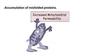 Accumulation of misfolded proteins.
 