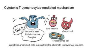 Cytotoxic T Lymphocytes-mediated mechanism
apoptosis of infected cells in an attempt to eliminate reservoirs of infection.
 