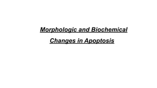 Morphologic and Biochemical
Changes in Apoptosis
 