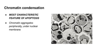 Chromatin condensation
● MOST CHARACTERISTIC
FEATURE OF APOPTOSIS
● Chromatin aggregates
peripherally, under nuclear
membrane
 