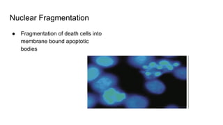Nuclear Fragmentation
● Fragmentation of death cells into
membrane bound apoptotic
bodies
 