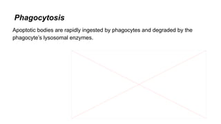 Phagocytosis
Apoptotic bodies are rapidly ingested by phagocytes and degraded by the
phagocyte’s lysosomal enzymes.
 