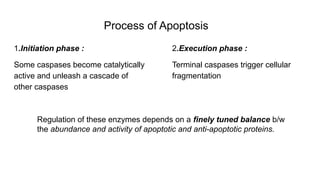 Process of Apoptosis
1.Initiation phase :
Some caspases become catalytically
active and unleash a cascade of
other caspases
2.Execution phase :
Terminal caspases trigger cellular
fragmentation
Regulation of these enzymes depends on a finely tuned balance b/w
the abundance and activity of apoptotic and anti-apoptotic proteins.
 