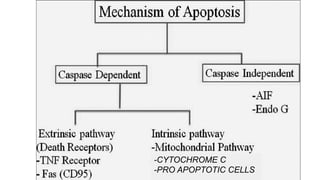 -CYTOCHROME C
-PRO APOPTOTIC CELLS
 
