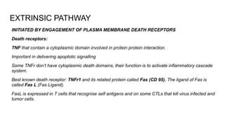 EXTRINSIC PATHWAY
INITIATED BY ENGAGEMENT OF PLASMA MEMBRANE DEATH RECEPTORS
Death receptors:
TNF that contain a cytoplasmic domain involved in protein protein interaction.
Important in delivering apoptotic signalling
Some TNFr don’t have cytoplasmic death domains, their function is to activate inflammatory cascade
system.
Best known death receptor: TNFr1 and its related protein called Fas (CD 95). The ligand of Fas is
called Fas L (Fas Ligand).
FasL is expressed in T cells that recognise self antigens and on some CTLs that kill virus infected and
tumor cells.
 