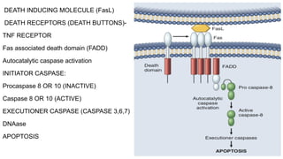 DEATH INDUCING MOLECULE (FasL)
DEATH RECEPTORS (DEATH BUTTONS)-
TNF RECEPTOR
Fas associated death domain (FADD)
Autocatalytic caspase activation
INITIATOR CASPASE:
Procaspase 8 OR 10 (INACTIVE)
Caspase 8 OR 10 (ACTIVE)
EXECUTIONER CASPASE (CASPASE 3,6,7)
DNAase
APOPTOSIS
 