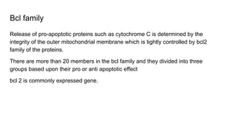 Bcl family
Release of pro-apoptotic proteins such as cytochrome C is determined by the
integrity of the outer mitochondrial membrane which is tightly controlled by bcl2
family of the proteins.
There are more than 20 members in the bcl family and they divided into three
groups based upon their pro or anti apoptotic effect
bcl 2 is commonly expressed gene.
 