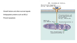 Growth factors and other survival signals
Antiapoptotic proteins such as BCL2
Prevent apoptosis
 