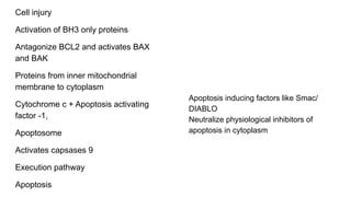Cell injury
Activation of BH3 only proteins
Antagonize BCL2 and activates BAX
and BAK
Proteins from inner mitochondrial
membrane to cytoplasm
Cytochrome c + Apoptosis activating
factor -1,
Apoptosome
Activates capsases 9
Execution pathway
Apoptosis
Apoptosis inducing factors like Smac/
DIABLO
Neutralize physiological inhibitors of
apoptosis in cytoplasm
 