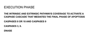 EXECUTION PHASE
THE INTRINSIC AND EXTRINSIC PATHWAYS COVERAGE TO ACTIVATE A
CASPASE CASCADE THAT MEDIATES THE FINAL PHASE OF APOPTOSIS
CASPASES 8 OR 10 AND CASPASES 9
CASPASES 3, 6.
DNASE
 