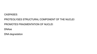 CASPASES:
PROTEOLYSES STRUCTURAL COMPONENT OF THE NUCLEI
PROMOTES FRAGMENTATION OF NUCLEI
DNAse
DNA degradation
 