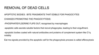 REMOVAL OF DEAD CELLS
APOPTOTIC BODIES : BITE FRAGMENTS THAT EDIBLE FOR PHAGOCYTES
CHANGES PROMOTING THE PHAGOCYTOSIS:
-PHOSPHATIDYLSERINE FLIPS OUT, recognised by macrophages
-apoptotic cells secrete soluble factors that recruit phagocytes, leading to their engulfment.
-apoptotic bodies coated with natural antibodies and proteins of complement system like C1q
notably
Eat me signals provided by the apoptotic cell for the phagocytosis process is called efferocytosis
 