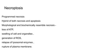 Necroptosis
Programmed necrosis
Hybrid of both necrosis and apoptosis
Morphological and biochemically resemble necrosis -
loss of ATP,
swelling of cell and organelles ,
generation of ROS,
relapse of lysosomal enzymes ,
rupture of plasma membrane.
 