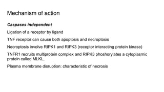 Mechanism of action
Caspases independent
Ligation of a receptor by ligand
TNF receptor can cause both apoptosis and necroptosis
Necroptosis involve RIPK1 and RIPK3 (receptor interacting protein kinase)
TNFR1 recruits multiprotein complex and RIPK3 phoshorylates a cytoplasmic
protein called MLKL,
Plasma membrane disruption: characteristic of necrosis
 