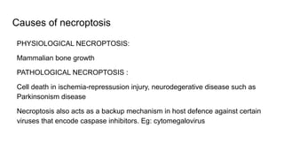 Causes of necroptosis
PHYSIOLOGICAL NECROPTOSIS:
Mammalian bone growth
PATHOLOGICAL NECROPTOSIS :
Cell death in ischemia-repressusion injury, neurodegerative disease such as
Parkinsonism disease
Necroptosis also acts as a backup mechanism in host defence against certain
viruses that encode caspase inhibitors. Eg: cytomegalovirus
 
