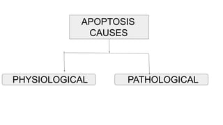 APOPTOSIS
CAUSES
PHYSIOLOGICAL PATHOLOGICAL
 