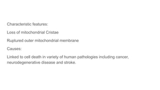 Characteristic features:
Loss of mitochondrial Cristae
Ruptured outer mitochondrial membrane
Causes:
Linked to cell death in variety of human pathologies including cancer,
neurodegenerative disease and stroke.
 
