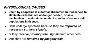 ● Death by apoptosis is a normal phenomenon that serves to
eliminate cells that are no longer needed, or as a
mechanism to maintain a constant number of various cell
populations in tissues.
● Cells undergo apoptosis because they are deprived of
necessary survival signals,
● or they receive pro-apoptotic signals from other cells
● And they are removed by phagocytosis
PHYSIOLOGICAL CAUSES
 