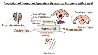 Involution of hormone-dependent tissues on hormone withdrawal
 