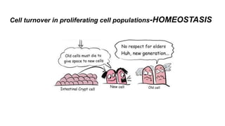 Cell turnover in proliferating cell populations-HOMEOSTASIS
 