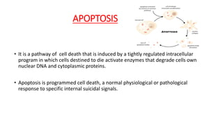 APOPTOSIS
• It is a pathway of cell death that is induced by a tightly regulated intracellular
program in which cells destined to die activate enzymes that degrade cells own
nuclear DNA and cytoplasmic proteins.
• Apoptosis is programmed cell death, a normal physiological or pathological
response to specific internal suicidal signals.
 