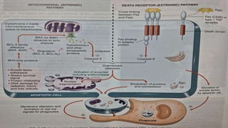 Apoptosis - programmed cell death that occurs in multicellular ...
