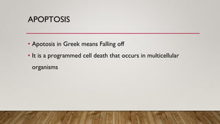 Apoptosis - programmed cell death that occurs in multicellular ...